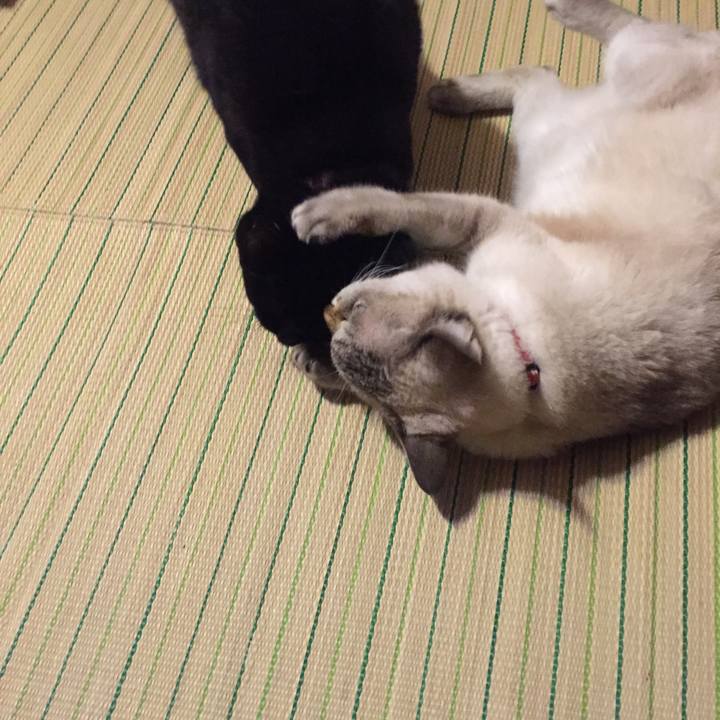 59cd2f9d 5919 4eac a66a e4e8ebcf2217 1536145978010