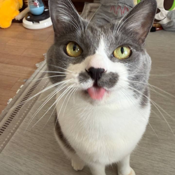 59ce85b6 a700 4175 91ec eec2649d9161 1764480829058