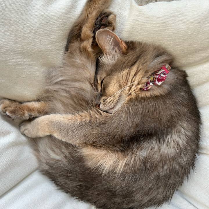 59d13486 63dd 43a5 b8de 6cf746cd737d 1771804694931