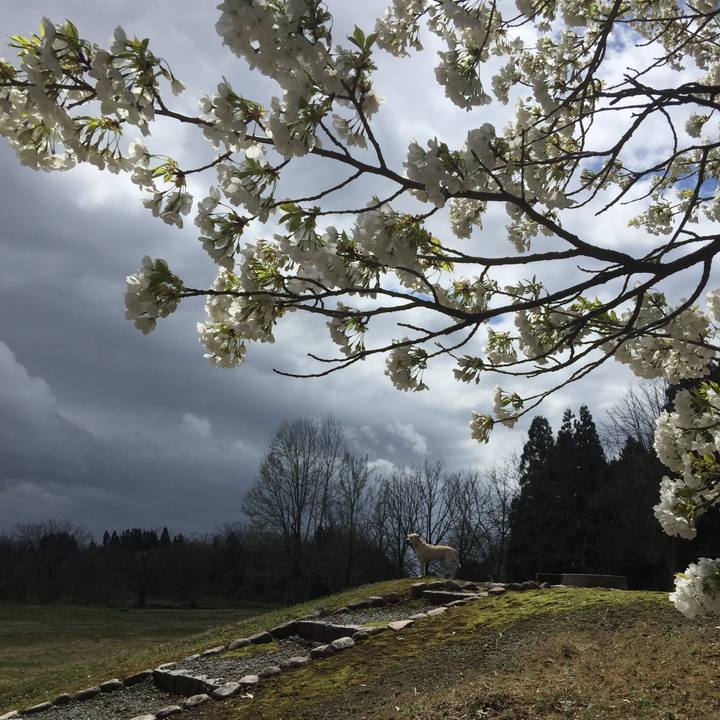 59d31a36 a940 4a7f 8094 a97f7fc536e3 1584512477345