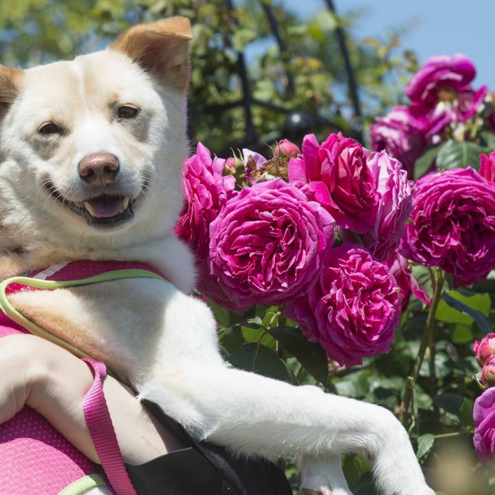 59d4dc79 2cae 4787 9b52 a26ef763142c 1526832375967