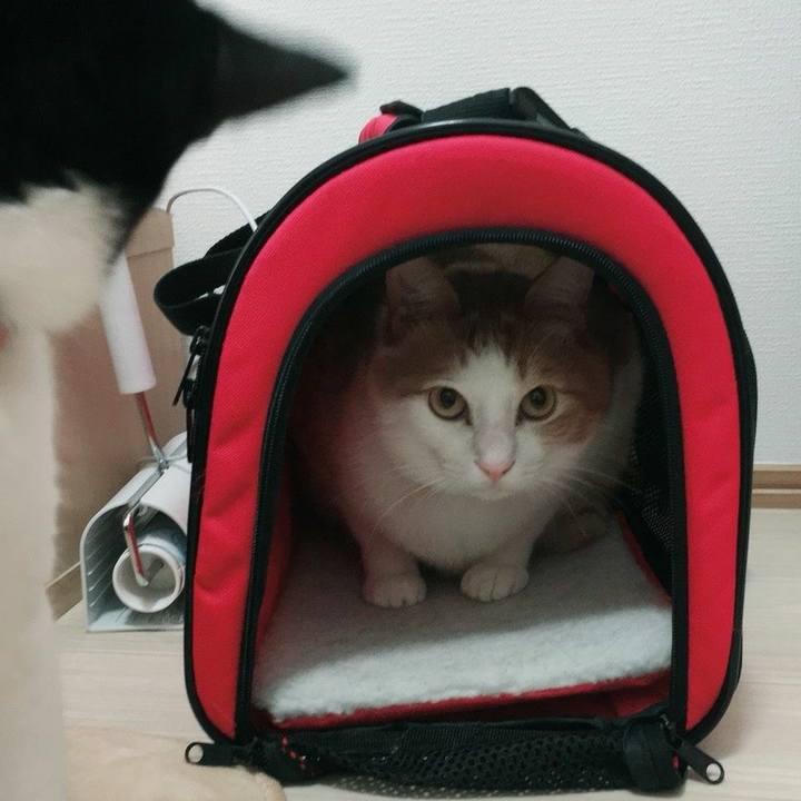 59d5837b 4749 4a76 b765 1e2341cc497b 1525565663234