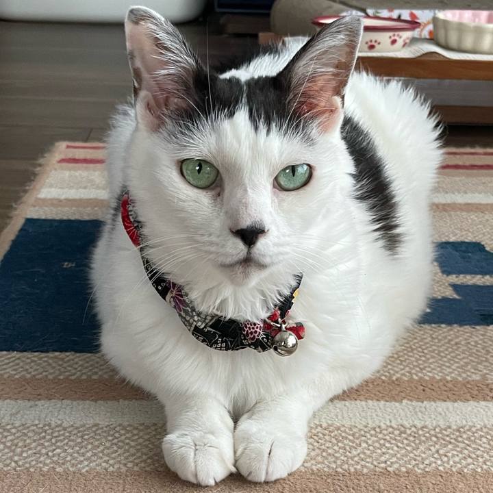 59dc2a80 5a61 418c bdab 388b380a7305 1723794056608