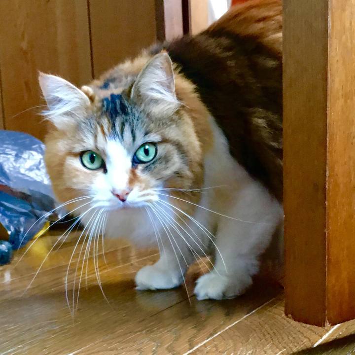 59de01f6 720b 4825 9cc0 0b4c8afbd78a 1570606352389