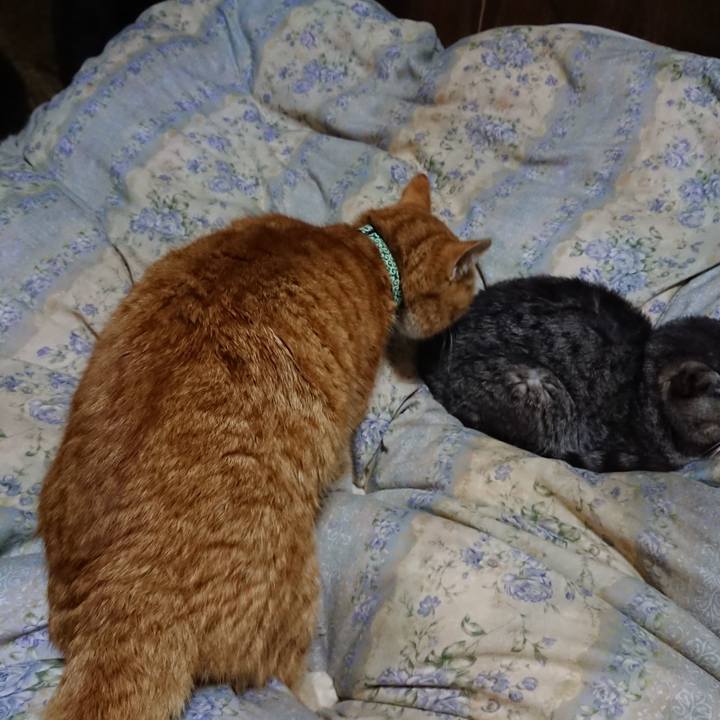 59e24683 72ee 4240 a55f 1502e2372927 1581682238764