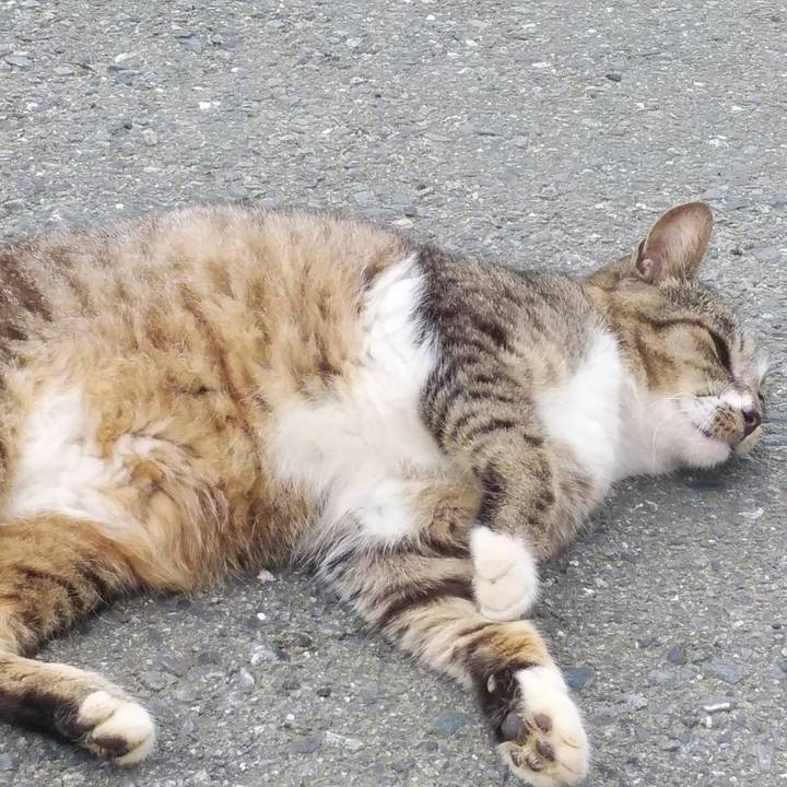 59e2b93a 8540 4805 b8ea df9f81ad631d 1593129618689