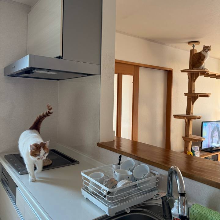 59ec00be 4eb6 4f4e 9021 f578de7412d3 1774320721787