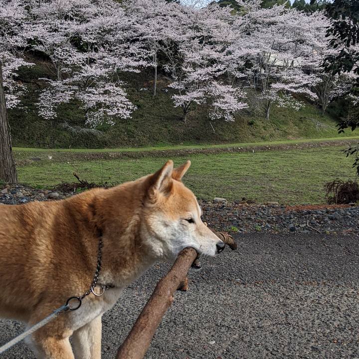 59ede861 d671 4faa b516 439194863860 1712490982470