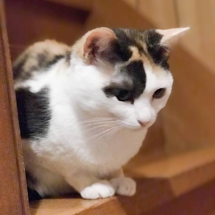 59efca93 d305 4014 b516 fb2f4ce2d792 1529370631791