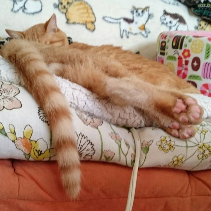 59f1c9b2 8b44 47d1 846a 90b560410c40 1544066886888