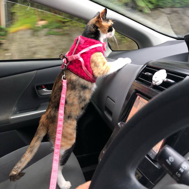 59f50a09 2806 4e03 bead 43e65cf26a63 1559992063676