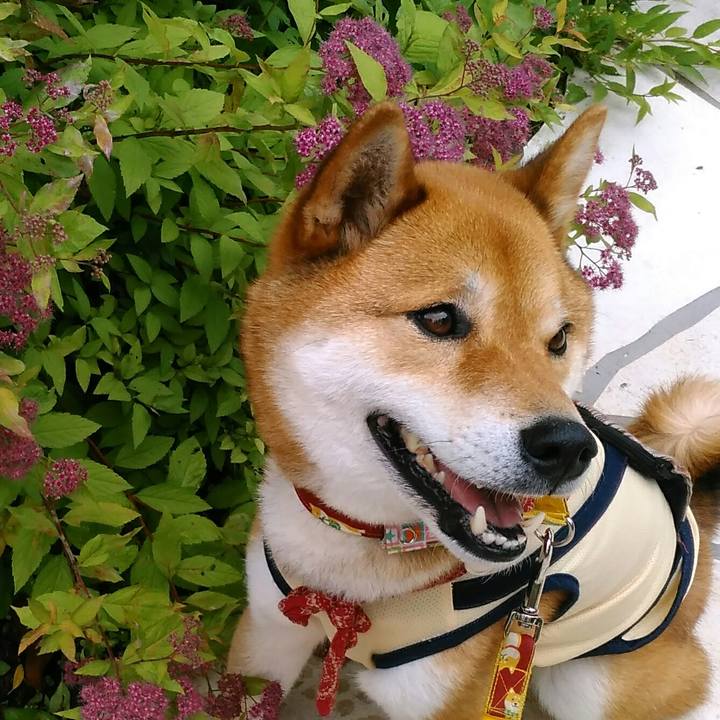 59f69668 354f 415c a6cf 1a3dcf001ad1 1526734354983