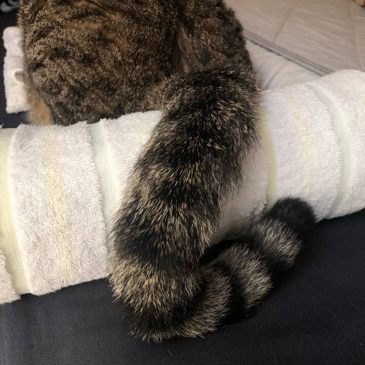 59f72411 1967 40de b333 a01c97ed7dec 1564232064318