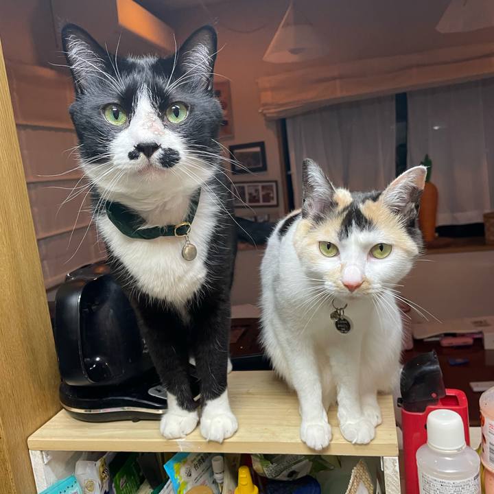 59f784e8 517b 4253 ad04 43d2fff17533 1743159070693