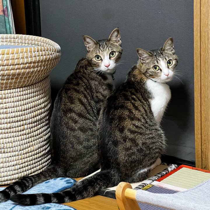 59f7b8c1 45b3 4493 b41f d90827139cdf 1759839915726