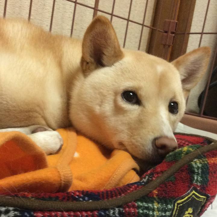 59fdd3ef c4f0 4243 887c 679ba10853f9 1513861776389