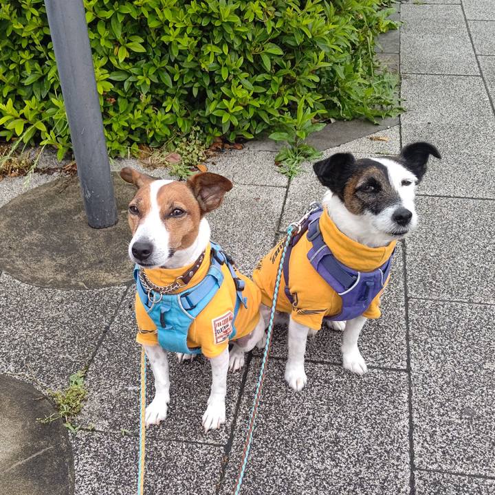 59fec3e6 0f74 4e96 bfff afcf290797bd 1684534618336