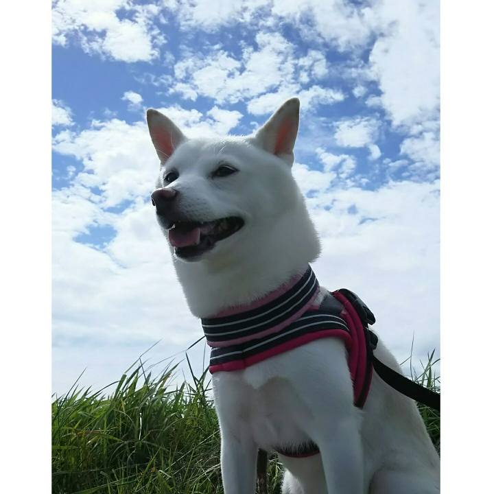 5a0365a2 9fd4 4f3c 925c 9866f4a54a6b 1538718234820