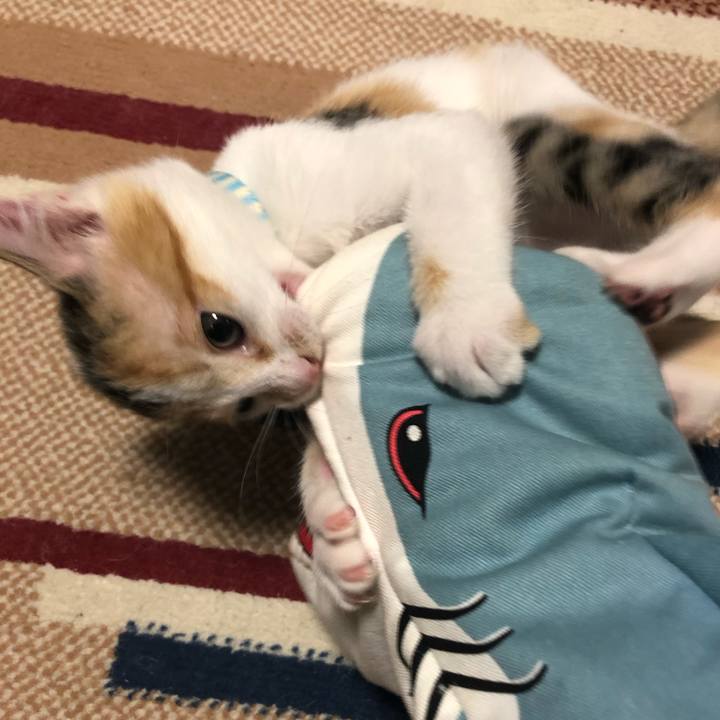 5a0483a8 bd44 4737 b5ca 390955110ba7 1563284275010