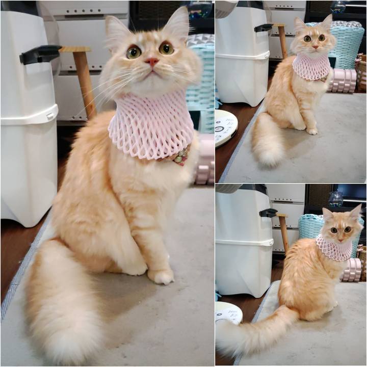 5a062dc5 9b2e 4fd2 ade3 e9b0c58bf59e 1700031803592