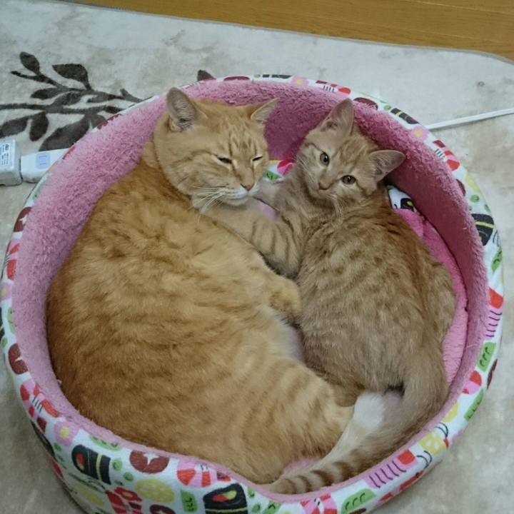 5a0813f9 a342 475b 8185 ef41d2fc5a7e 1542336363097