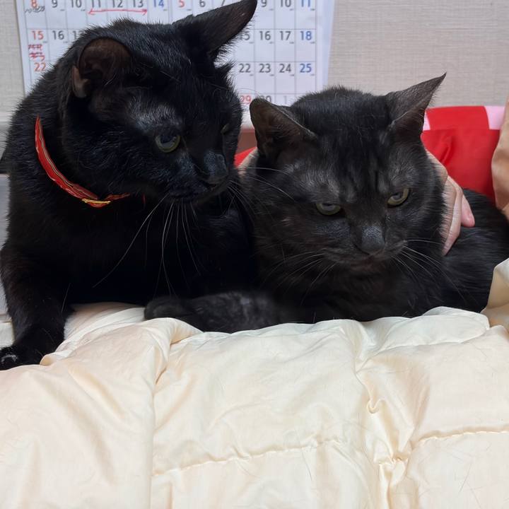 5a08a7b9 7424 4c06 9b33 38085c530f45 1772370000910