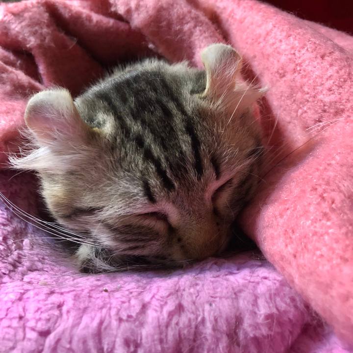 5a0da863 414c 4e11 b1e9 66672a5e5ca7 1522592629223