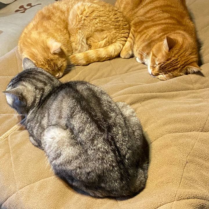 5a0dd4ba 4f81 46a6 81c6 7a05cd770f2e 1679906641156