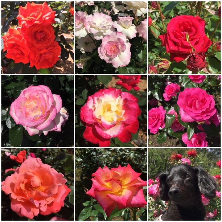 5a0eb223 444a 4dc5 916f 5d143186c323 1526351304536