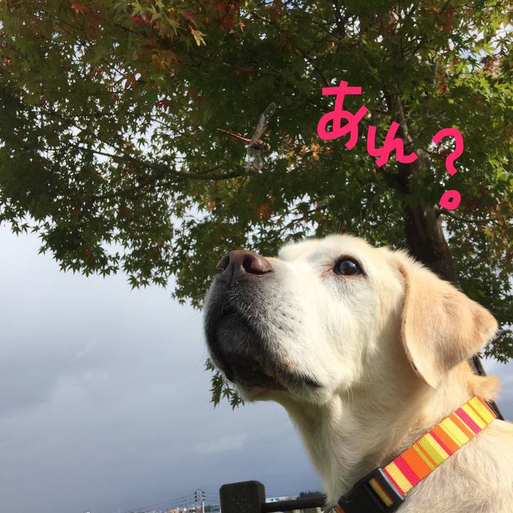 5a10d10e 77b8 4185 bc57 b4b5195e64e0 1509431953780