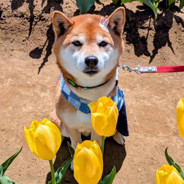 5a131f99 1d20 474d b218 d6a065bdb358 1744198892074