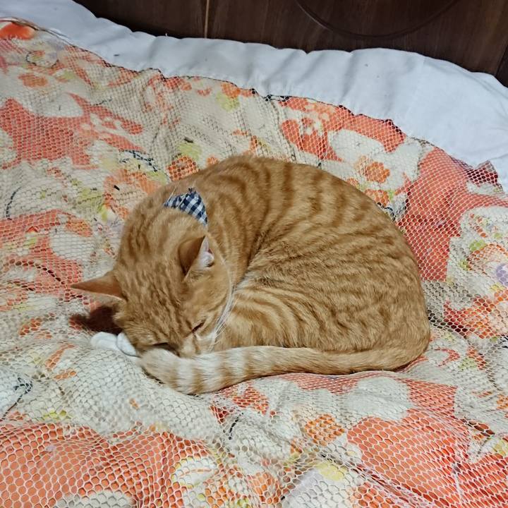 5a134a03 7d60 424a 8298 0e07d1f0924b 1573561119300