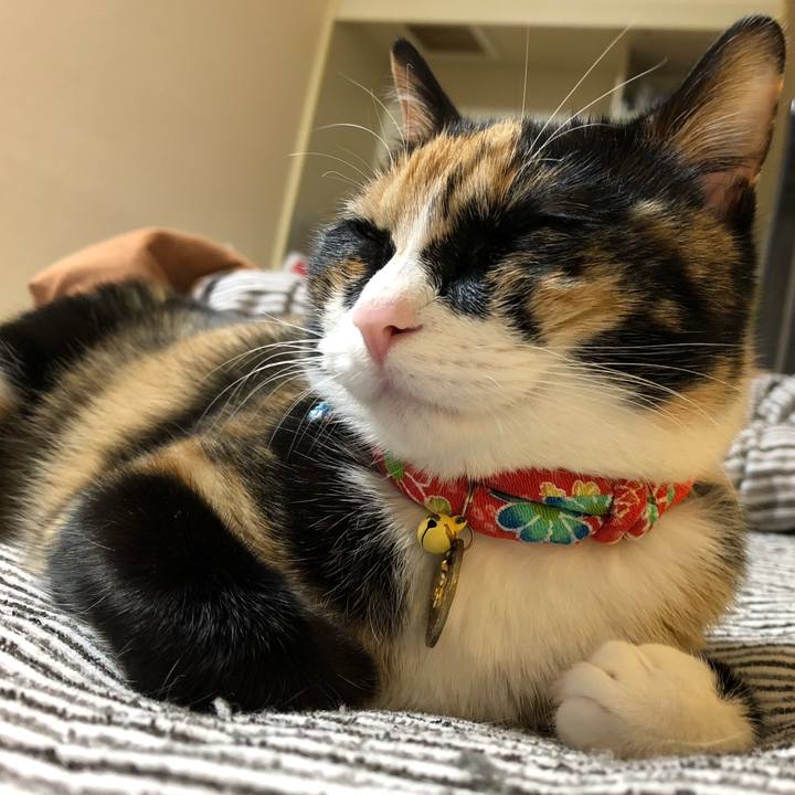 5a17565e 0447 4c2d 93af ce6143a1dc48 1558882283172