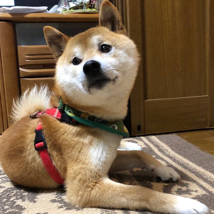 5a18e40c 60e6 4ee0 9b2d e15863bb968c 1524577299427