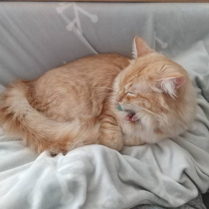 5a1d68e2 f54d 460d 9f3f c024d9771d14 1635047240893