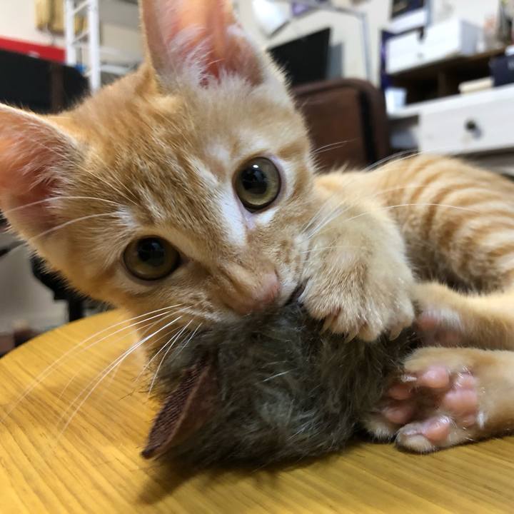 5a1d824e f4c0 4c87 a1f2 18a8223702d8 1566020739093