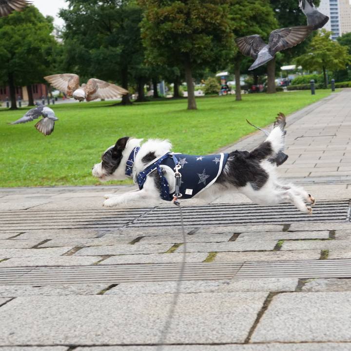 5a1d9046 4b9a 4826 acf3 568fef504f02 1563970269748