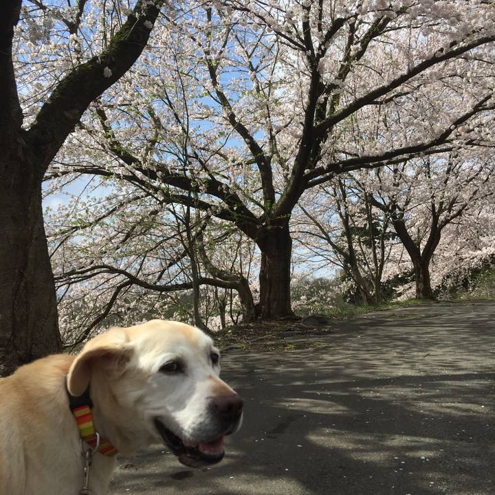 5a236ee3 6951 4d09 b5d7 a5462ed1f1de 1586239418153