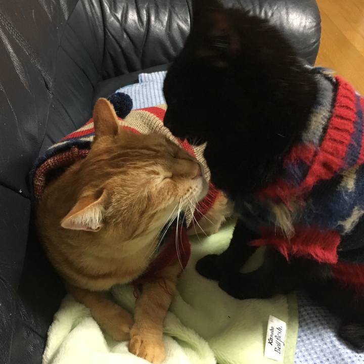 5a264040 6bb5 4e23 99d3 916021e1340d 1542282040467