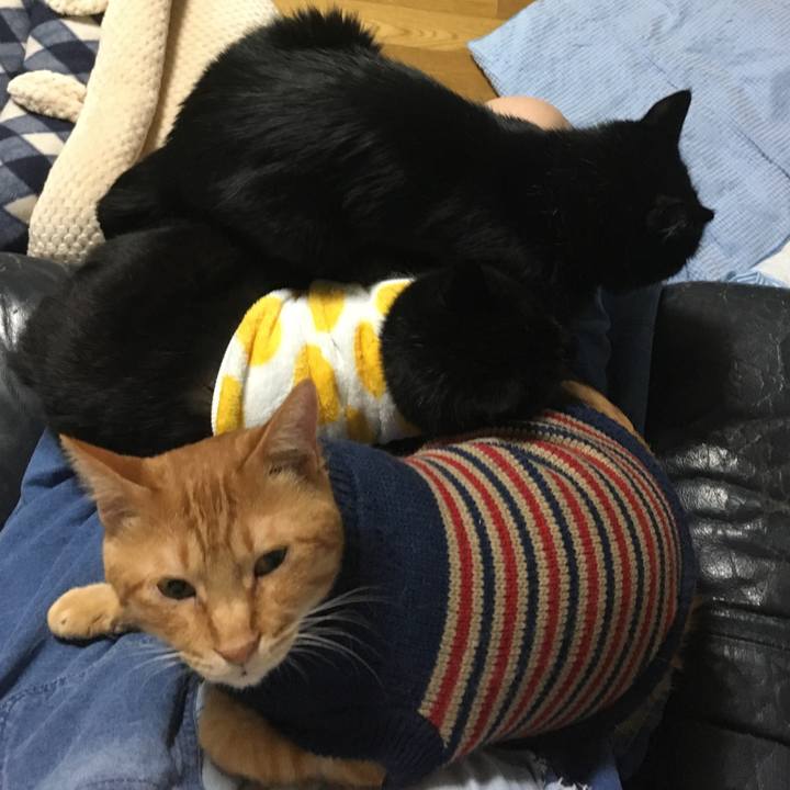 5a29aebd a6de 409e ae0e caa8475973f1 1541246385092