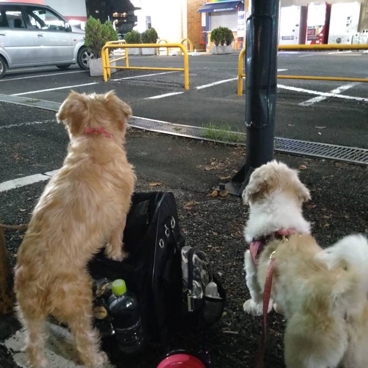 5a2a7bd4 c95e 4c83 a858 e29df29cd733 1601727376083