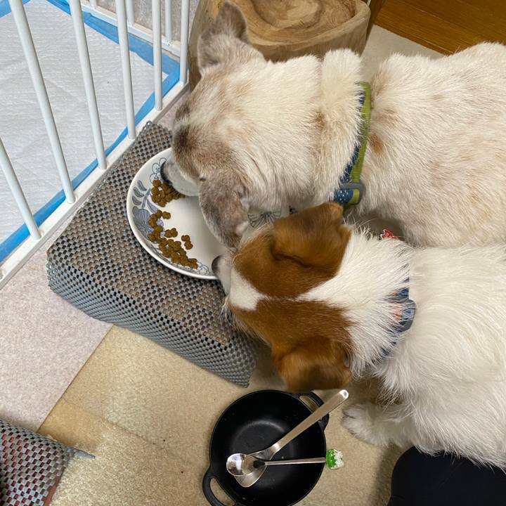 5a2cc6ee 126a 4825 b1f1 032401151ed8 1711579915420