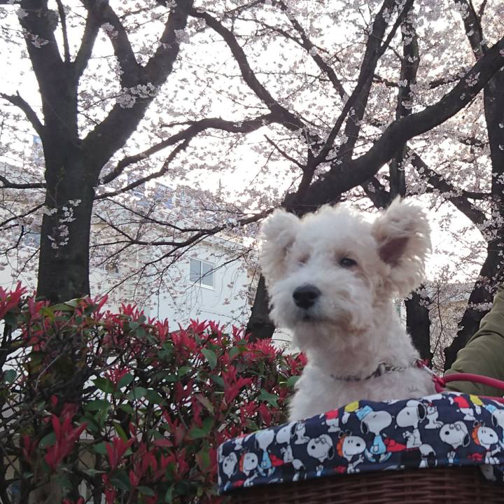 5a2ed0cd 0117 4b68 a9b4 ac149705e0fc 1522055764525