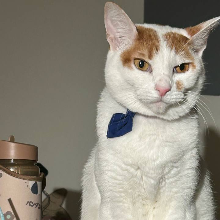 5a362400 f512 4f55 b288 0c32edc3cd3d 1761666604038