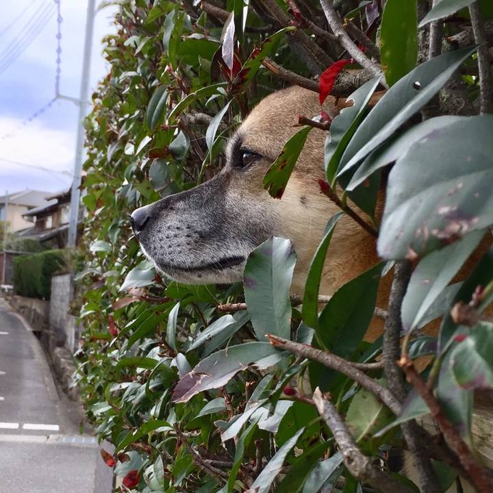 5a364a09 2db9 4d16 b369 b0a3ca4d4b77 1513125336116