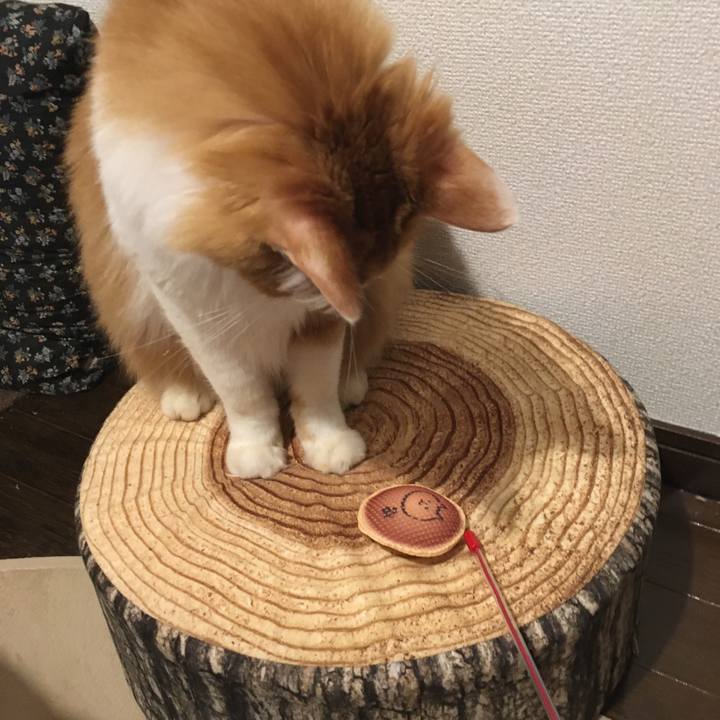 5a392a64 7df8 459c 9433 d3381ad37fed 1576849229582