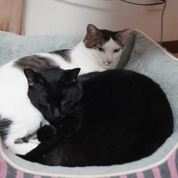 5a3a1c8a 0dcb 4a0f a79d 94060bfd1126 1602045124065