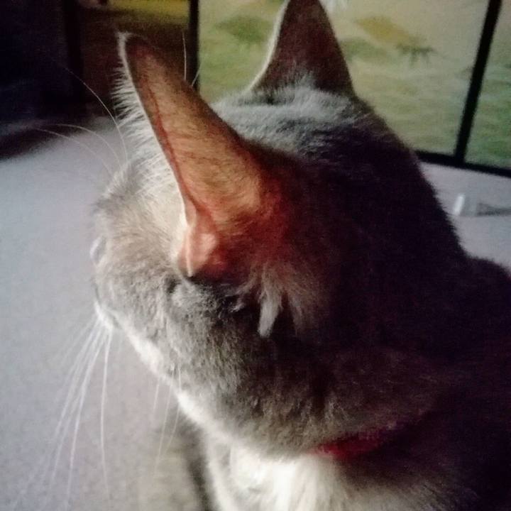 5a407596 8628 4020 a07c 7009eeab2b8b 1507941185613