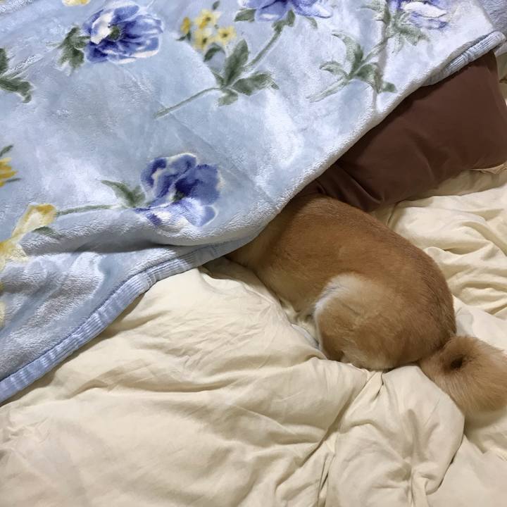 5a4138aa a73f 43fd a7d1 c16a30df9510 1544530981214