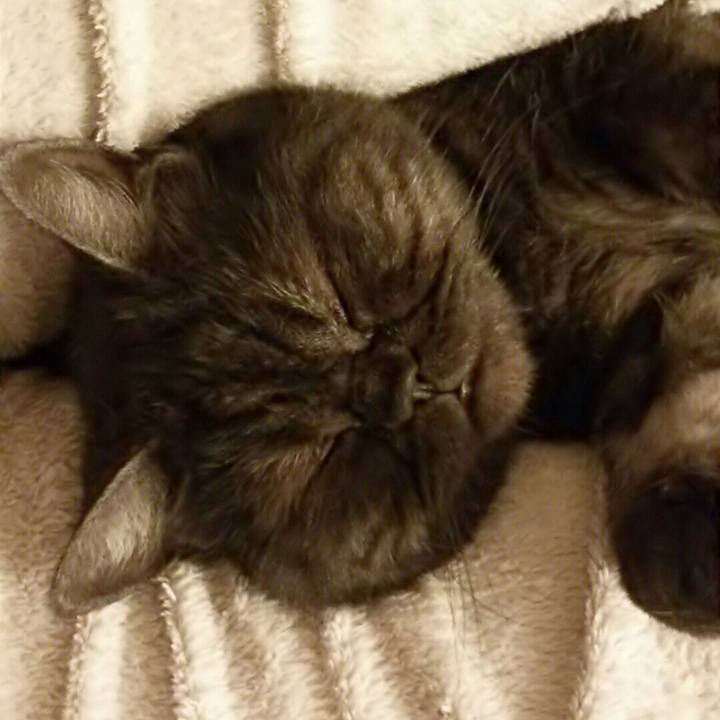 5a415edf 8a89 4095 a939 3170bd0a7349 1526217024243